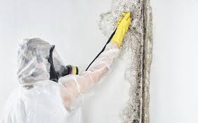 Forensic Mold Investigation in Colorado City, AZ